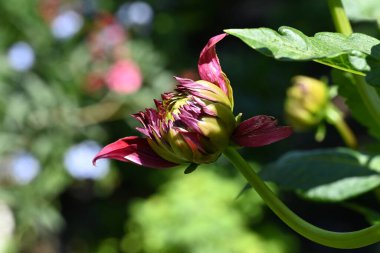 close up of beautiful  flower growing in the garden 