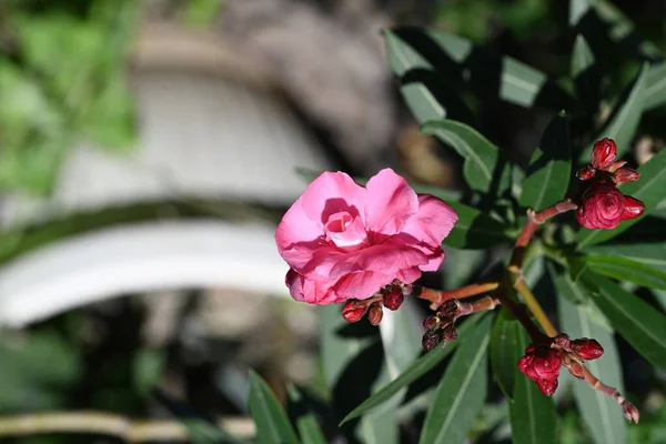 Τρυφερά Ροζ Λουλούδια Που Μεγαλώνουν Στον Κήπο — Φωτογραφία Αρχείου