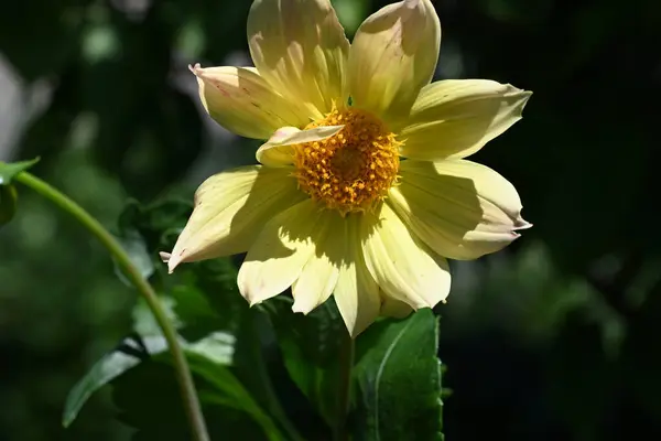 Close Beautiful Yellow Flowers Growing Outdoors — Stock Photo, Image