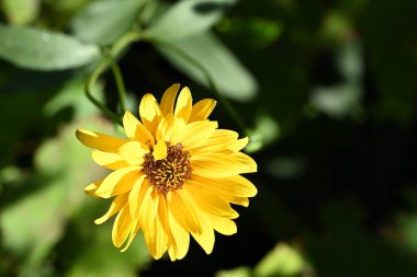 Açık havada yetişen güzel sarı çiçekleri kapatın.