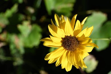 Açık havada yetişen güzel sarı çiçekleri kapatın.