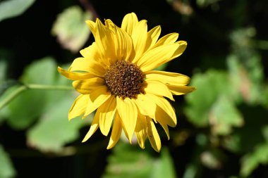 Açık havada yetişen güzel sarı çiçekleri kapatın.