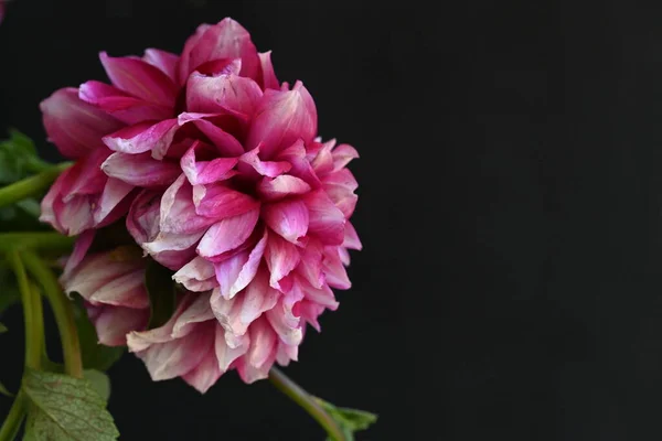 Крупным Планом Вид Розовых Цветов Темном Фоне — стоковое фото