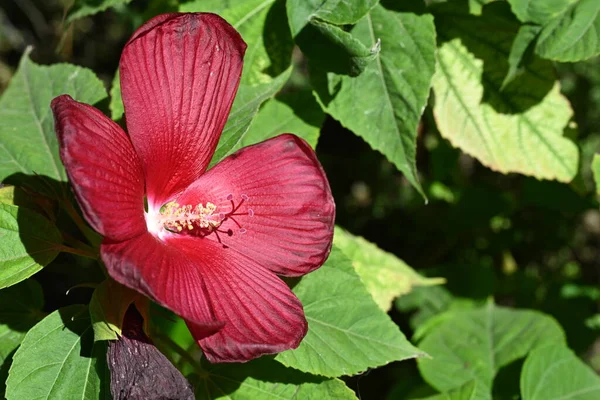 Açık Havada Yetişen Güzel Kırmızı Çiçekleri Kapatın — Stok fotoğraf