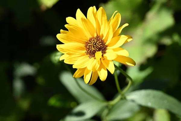 Крупним Планом Красиві Жовті Квіти Ростуть Відкритому Повітрі — стокове фото