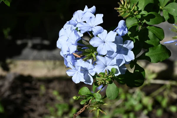 Закрыть Красивые Голубые Цветы Растущие Открытом Воздухе — стоковое фото