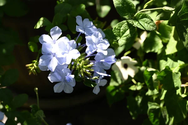 Närbild Vackra Blå Blommor Växer Utomhus — Stockfoto