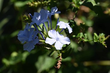 Açık havada yetişen güzel mavi çiçekleri kapatın.