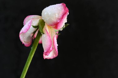 güzel beyaz ve pembe gül siyah arkaplanda