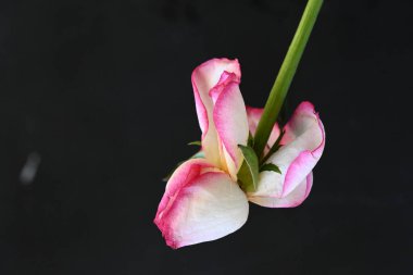 güzel beyaz ve pembe gül siyah arkaplanda