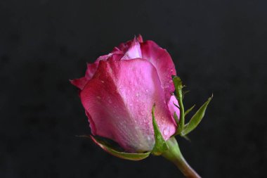 Siyah arka planda güzel pembe bir gül