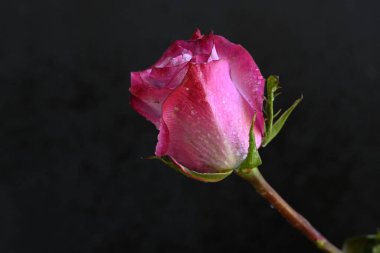 Siyah arka planda güzel pembe bir gül