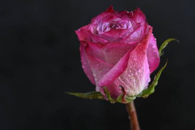 Siyah arka planda güzel pembe bir gül