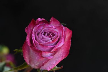 Siyah arka planda güzel pembe bir gül