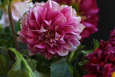 Bahçede yetişen pembe çiçekler