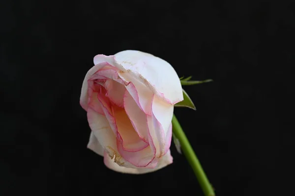 Güzel Beyaz Pembe Gül Siyah Arkaplanda — Stok fotoğraf
