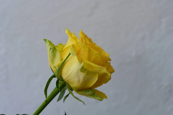 Žlutá Růže Květiny Bílém Pozadí — Stock fotografie