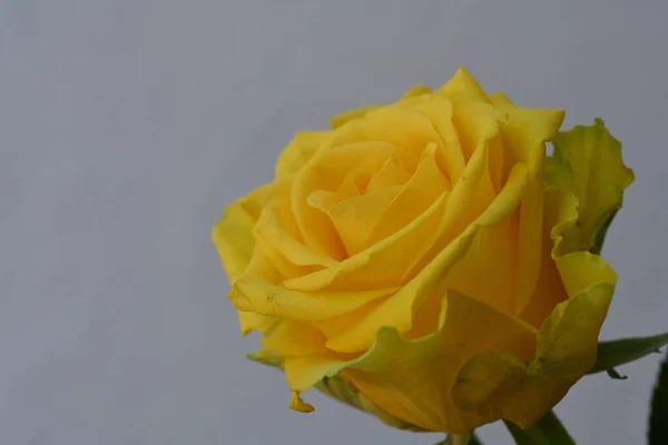 yellow rose flower on the white background