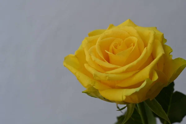 Κίτρινο Τριαντάφυλλο Λουλούδι Στο Λευκό Φόντο — Φωτογραφία Αρχείου