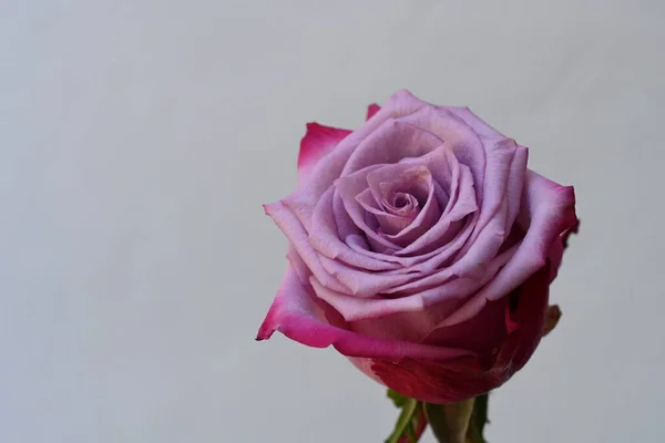Розовый Цветок Розы Белом Фоне — стоковое фото