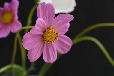 Siyah arka planda pembe ve beyaz kozmos çiçekleri