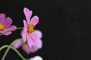 Siyah arka planda pembe ve beyaz kozmos çiçekleri