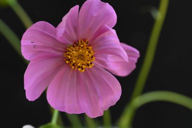 siyah arka plan üzerine pembe cosmos çiçek