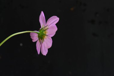 siyah arka plan üzerine pembe cosmos çiçek