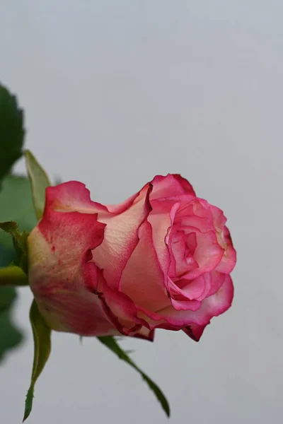 Рожева Квітка Троянди Білому Тлі — стокове фото