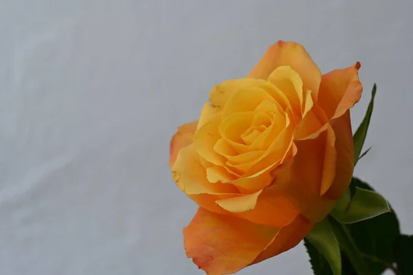 Sárga Rózsa Virág Fehér Háttér — Stock Fotó