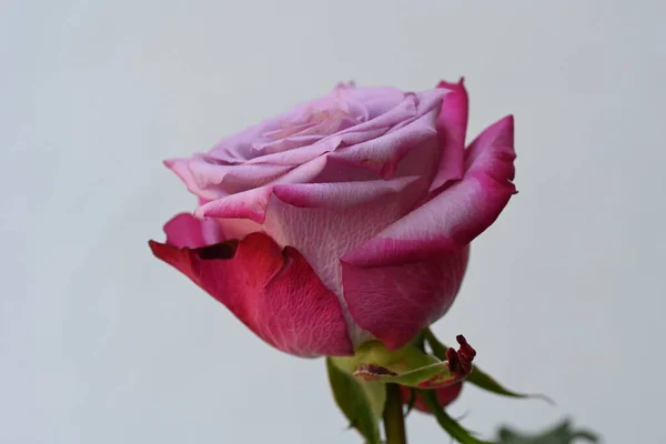 Рожева Квітка Троянди Білому Тлі — стокове фото