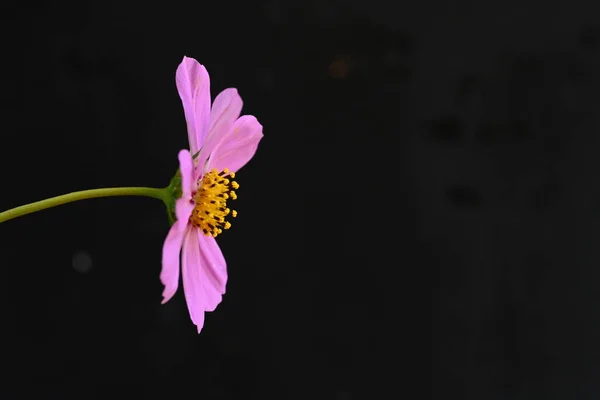 Siyah Arka Plan Üzerine Pembe Cosmos Çiçek — Stok fotoğraf