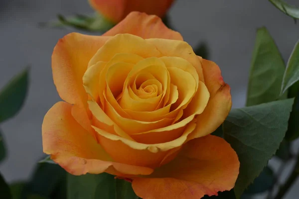 Крупним Планом Красива Трояндова Квітка Стокове Фото