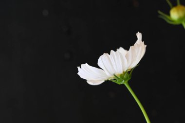 Siyah arkaplanda beyaz kozmos çiçeği