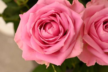 Güzel pembe güller, yakın manzara.