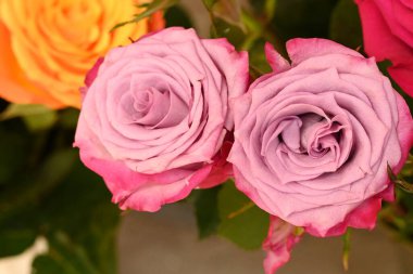 Güzel güllerin yakın görüntüsü 