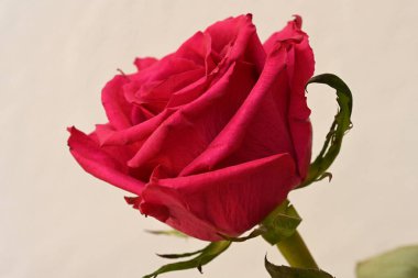 Beyaz arka planda pembe gül çiçeği