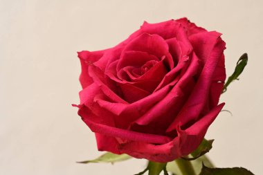 Beyaz arka planda pembe gül çiçeği