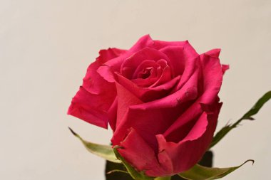 Beyaz arka planda pembe gül çiçeği