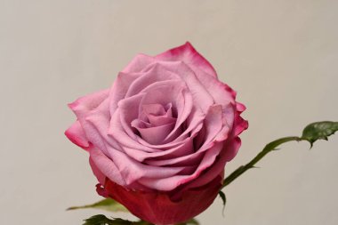 Beyaz arka planda pembe gül çiçeği