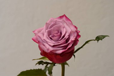 Beyaz arka planda pembe gül çiçeği