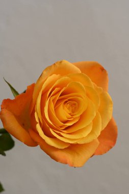 Beyaz arkaplanda sarı gül çiçeği