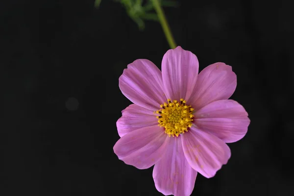 Kwiat Różowy Kosmos Czarnym Tle — Zdjęcie stockowe