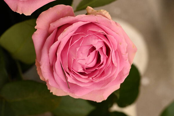 Close up of beautiful rose flower