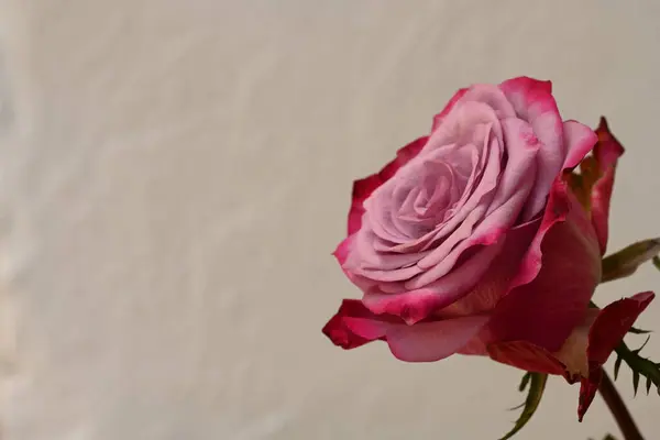 Rózsaszín Rózsa Virág Fehér Háttér — Stock Fotó