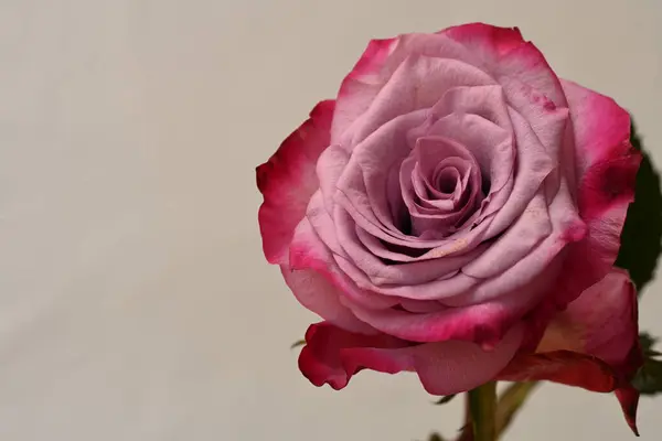 pink rose flower on the white background