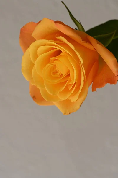 Flor Rosa Amarilla Sobre Fondo Blanco — Foto de Stock
