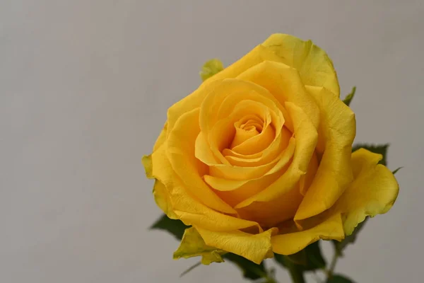 白色背景上的黄色玫瑰花 — 图库照片