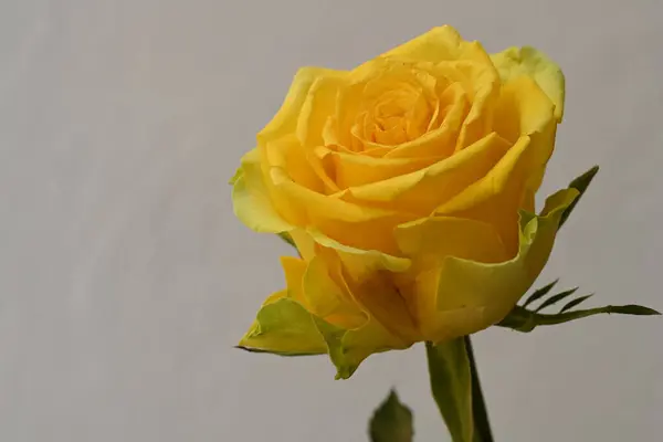 yellow rose flower on the white background