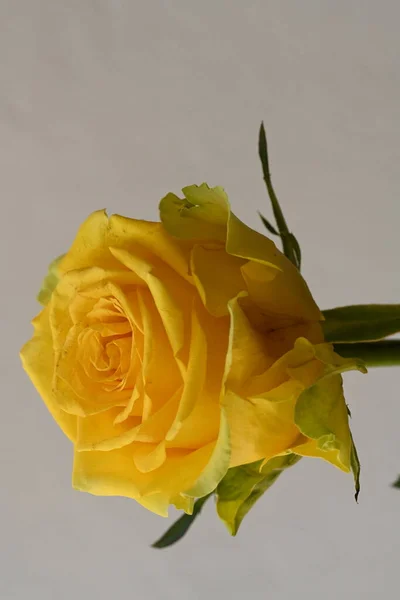 Amarelo Rosa Flor Fundo Branco — Fotografia de Stock